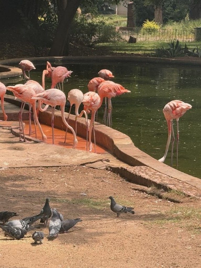 Flamingos and pigeons at the water at National Zoological Garden, Pretoria, South Africa
