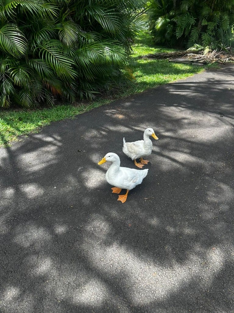 Two white ducks on a shaded path among palms at Sir Seewoosagur Ramgoolam Botanical Garden, Mauritius