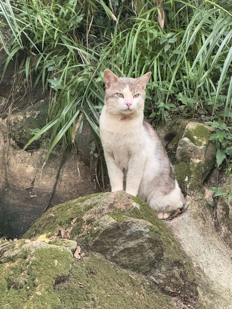 Calico cat Ombre on a mossy rock among greenery at Walter Sisulu National Botanical Garden, South Africa